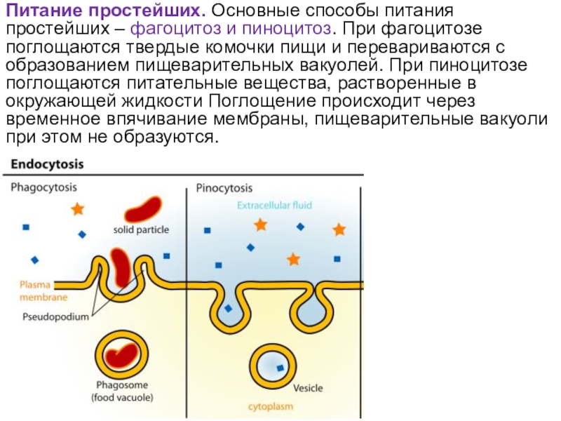 Каким способом осуществляется поглощение амебой клеток водорослей