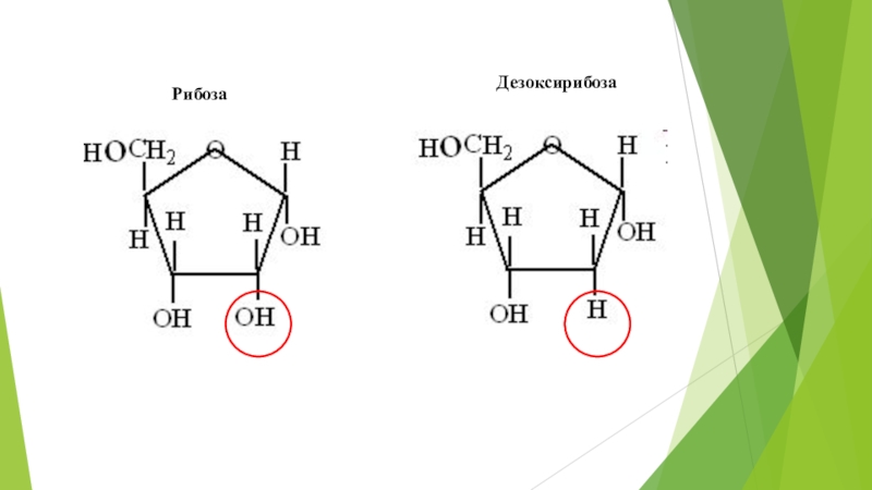 Строение рибозы. 2 Дезоксирибоза. 2 Дезоксирибоза формула. Дезоксирибоза циклическая формула. Рибоза и дезоксирибоза.
