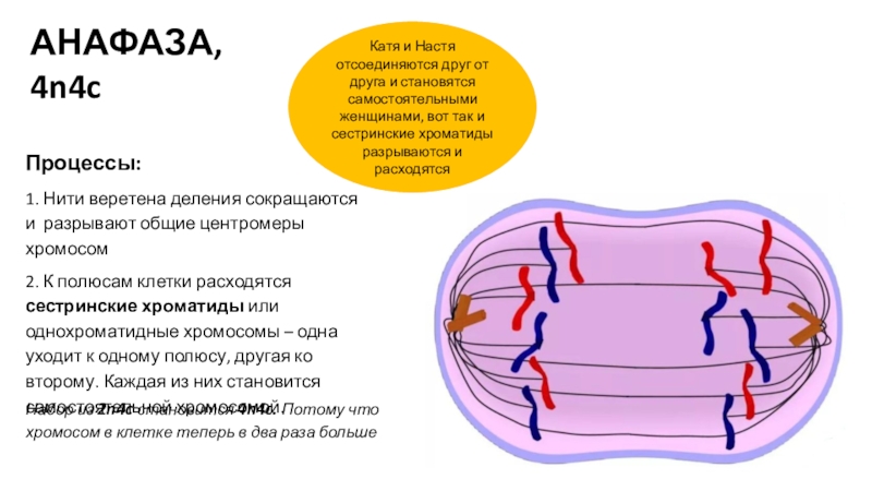 Анафаза мейоза 1. Нити веретена деления сокращаются. Анафаза процессы. Анафаза мейоза 1 набор. Анафаза 1 и 2.