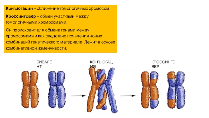 Пересадка хромосом. Схема конъюгации хромосом. Конъюгация и кроссинговер.