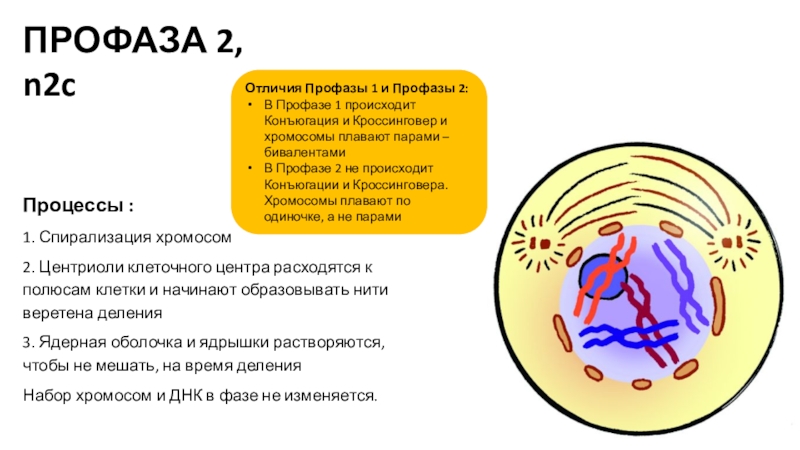 В профазе происходит спирализация хромосом. Расхождение центриолей. Центриолей к полюсам клетки. Уентриоли к полбсам коетки.. Центриоли расходятся к полюсам клетки.