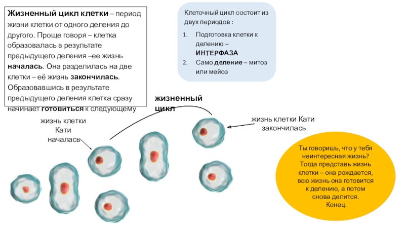События при делении клетки. Жизненный цикл клетки деление клетки митоз 10 класс презентация. Жизненный цикл клетки при митозе. Деление клеток клеточный цикл. Жизненный цикл клетки деление клетки кратко.