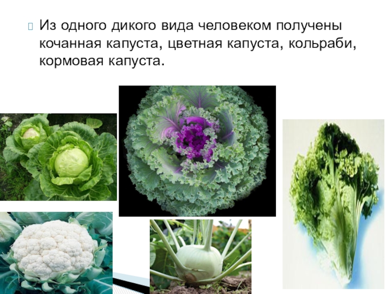 Разновидности капусты с фото и названиями все виды
