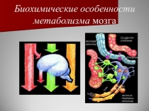 Биохимические особенности метаболизма мозга