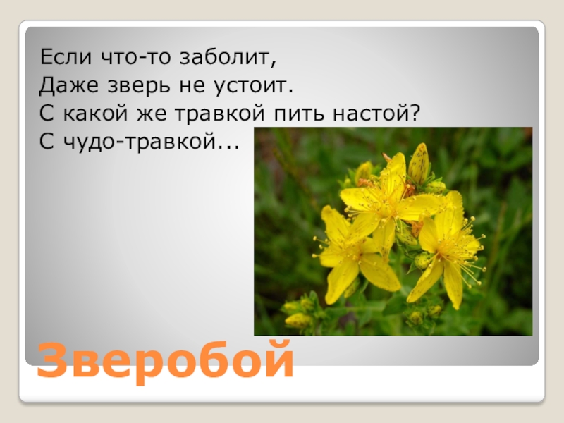 Зверобой слово. Аптека под ногами презентация. Проект аптека под ногами. Донбасс зверобой текст. Аптека под ногами Черноголовка.