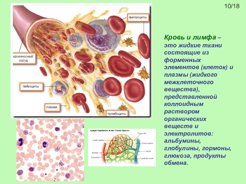 Лимфа ткань. Форменные элементы крови и лимфы. Лимфа и плазма крови. Кровь лимфа и межклеточное вещество разновидности ткани.