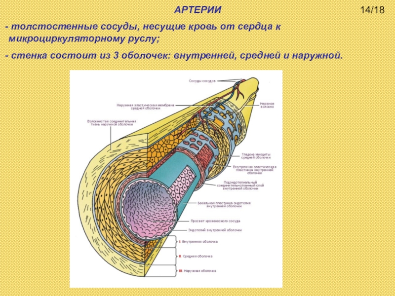 Сосуды несущие от сердца. Внутренняя оболочка артерии. Наружная оболочка сосудов. Оболочки сосудистой стенки. Внутренняя оболочка стенок сосудов.