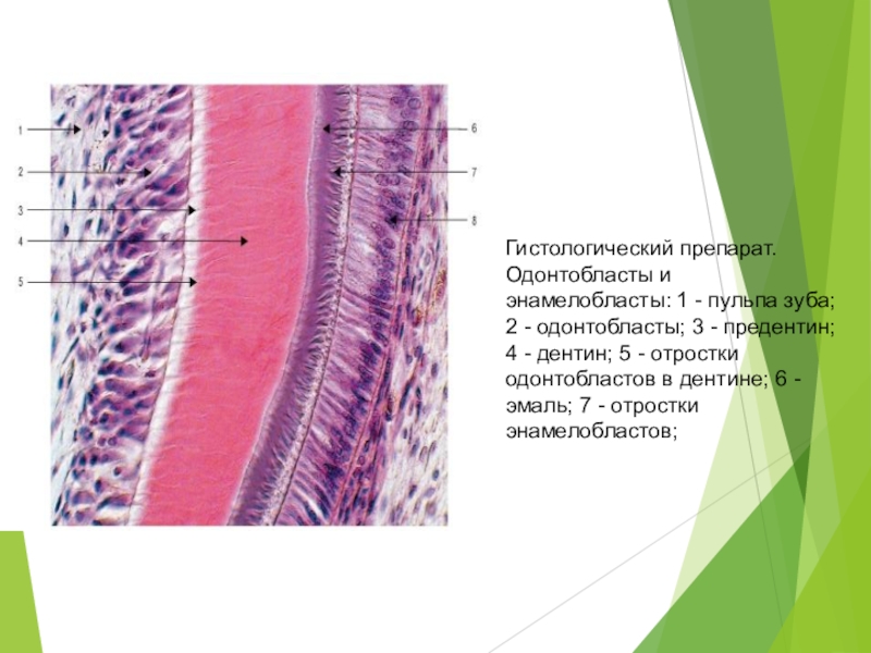 Гистология зуба презентация - 86 фото
