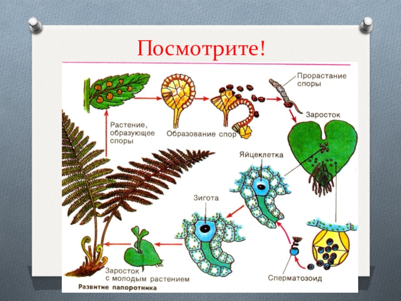 Споровые растения органы. Размножение споровых растений. Эволюция споровых растений схема. Схема размножения споровых растений. Споровые растения виды.