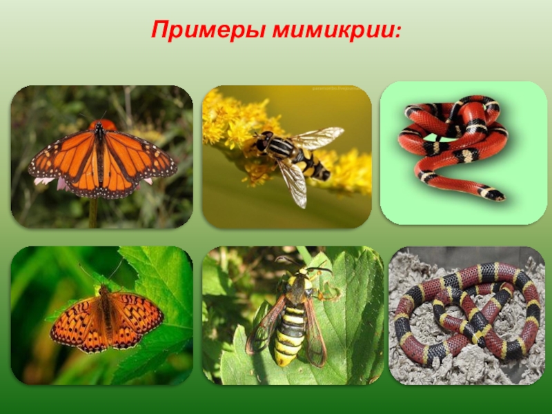 Мимикрия презентация 11 класс