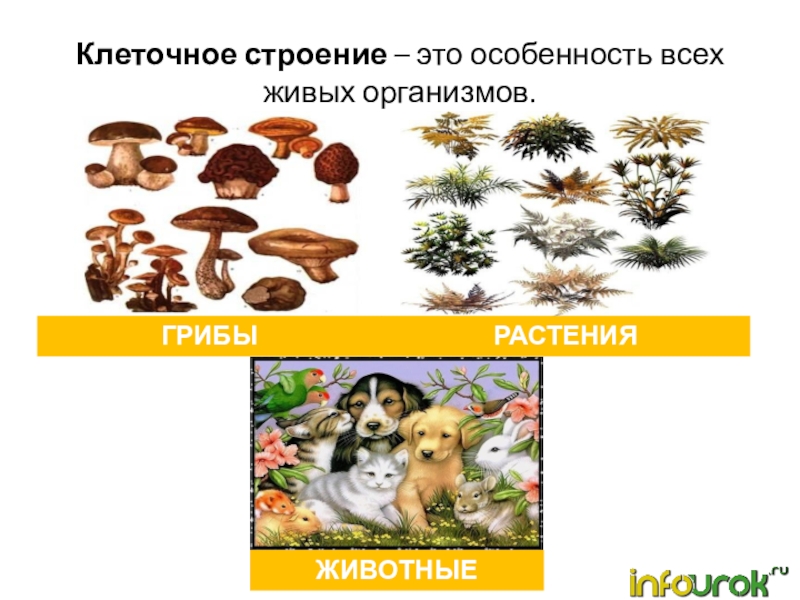 Признаки живых организмов грибы. Грибы это живые организмы. Растения животные грибы отличия. Ткани растений животных и грибов. Чем грибы отличаются от растений и животных.