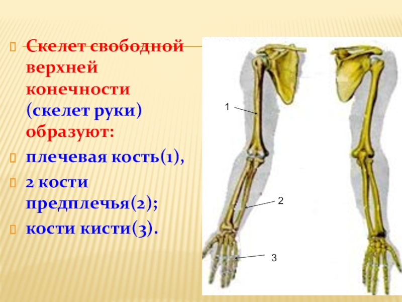Предплечье на скелете. Кости ПРЕДПЛЕЧЬЯКОСТИ врехней коенчности. Скелет свободной верхней конечности лучевая кость. Скелет свободной верхней конечности образован. Скелет свободной верхней конечности плечевая кость.