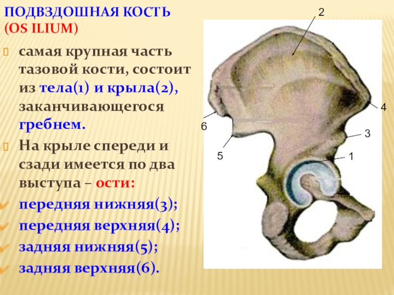 Подвздошной кости 2. Подвздошная кость гребень. Подвздошная кость гребень кости. Подвздошная кость анатомия человека. Подвздошная кость вид спереди.