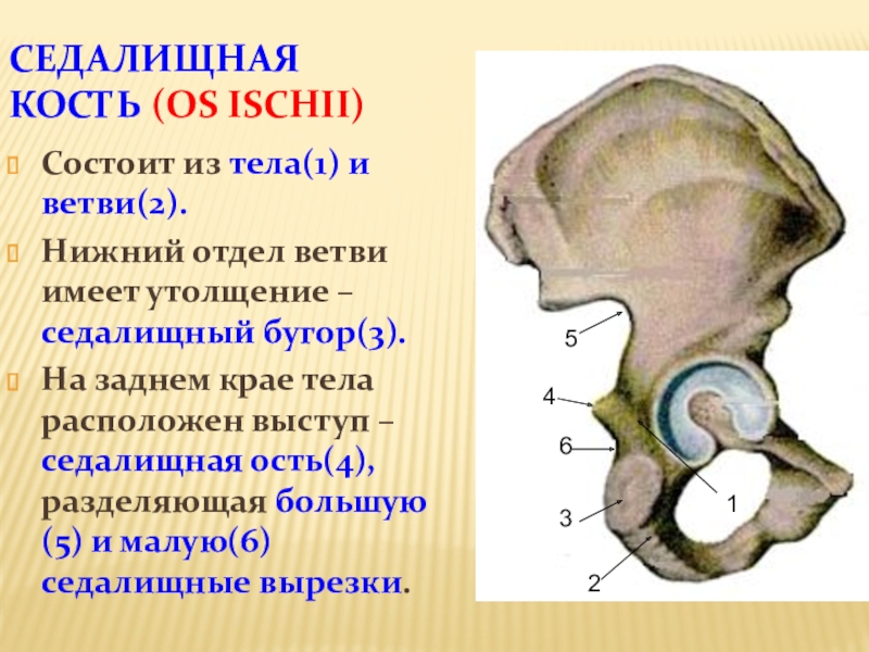 Седалищный бугор фото