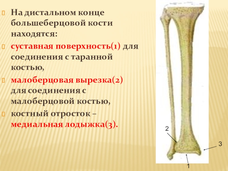 Большеберцовая кость фото. Суставная поверхность малоберцовой кости. Большеберцовая кость. Большеберцовая кость дистальный конец. Суставная поверхность большеберцовой кости.