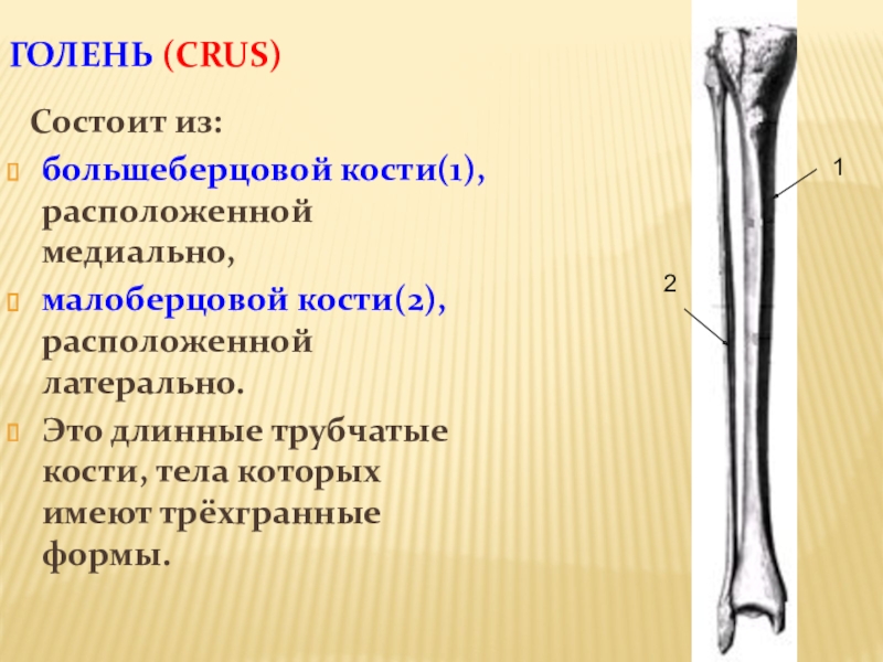 Правая малоберцовая кость. Малоберцовая кость голени. Проксимальная головка малоберцовой кости. Малоберцовая кость диафиз. Большеберцовая кость анатомия человека.