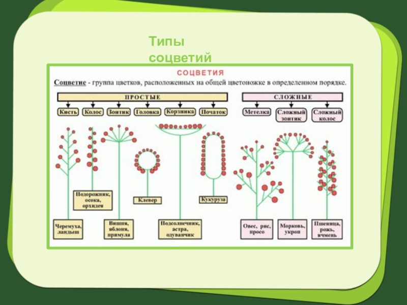 Соцветия класс. Схемы соцветий 6 класс биология. Таблица соцветия биология 6 класс. Типы соцветий 6 класс биология. Таблица типы соцветий 6 класс биология.