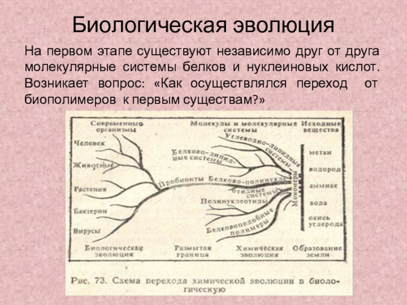 Биологическая эволюция. Этапы биологической эволюции. Этапы эволюции в биологии. Этап биологической эволюции кратко. Биологическая Эволюция схема.