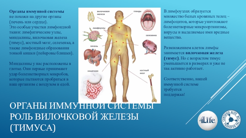 Иммунная система тимус. Иммунная система человека. Органы иммунной системы. Тимус иммунная система. Органы и ткани иммунной системы.