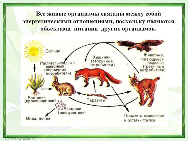 Схема человек живой организм