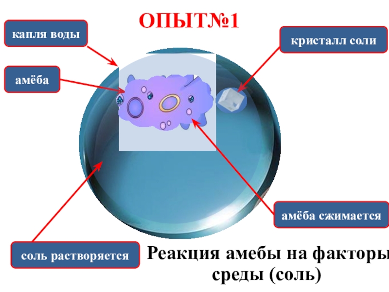 Экспериментатор поместил кристалл соли в каплю воды с живыми амебами изображенном на рисунке опыте
