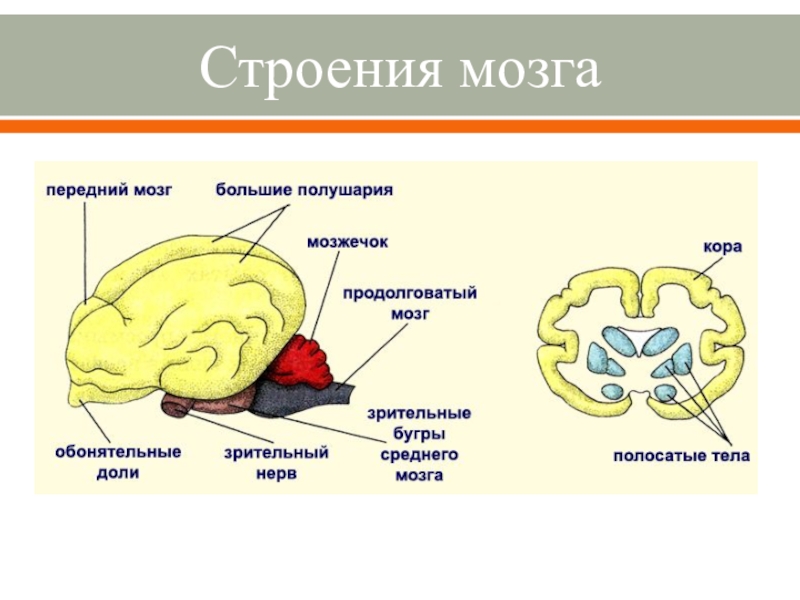 Схема мозга млекопитающих