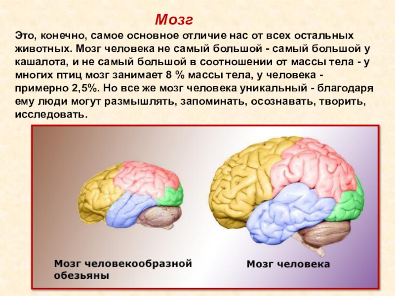 Какой вес мозга человека. Масса мозга человека. Вес мозга животных и человека. Сколько весит мозг ребенка.