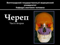 Волгоградский государственный медицинский университет Кафедра анатомии человека