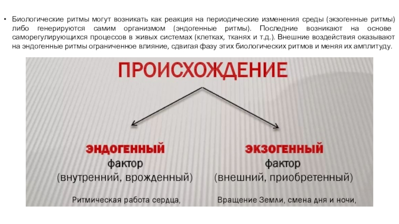 Экзогенные и эндогенные процессы регуляции биологических ритмов презентация