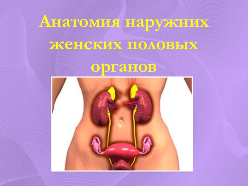 Презентация Анатомия наружних женских половых органов