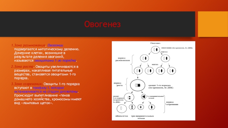 Деление зоны созревания. Гаметогенез 10 класс профильный уровень. Зона размножения овогенеза. Гаметогенез 10 класс биология презентация. Размножение овогоний происходит.