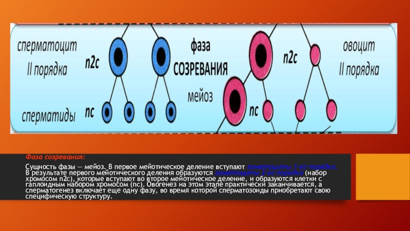 В результате деления образуются. Периоды гаметогенеза. Фаза созревания мейоз. Стадии гаметогенеза. Гаметоциты 1 порядка это.