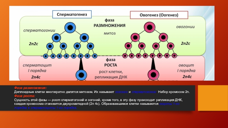 Набор хромосом. Фаза размножения. Гаметогенез и его периоды. Сперматогонии набор хромосом. Делятся клетки-сперматогонии.