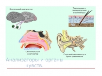 Анализаторы и органы чувств