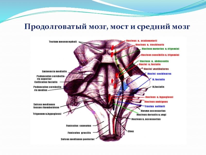 Нервы продолговатого мозга. Продолговатый мозг и мост. Продолговатый мозг мост и средний мозг. Сопақша ми. Продолговатый мозг фото.