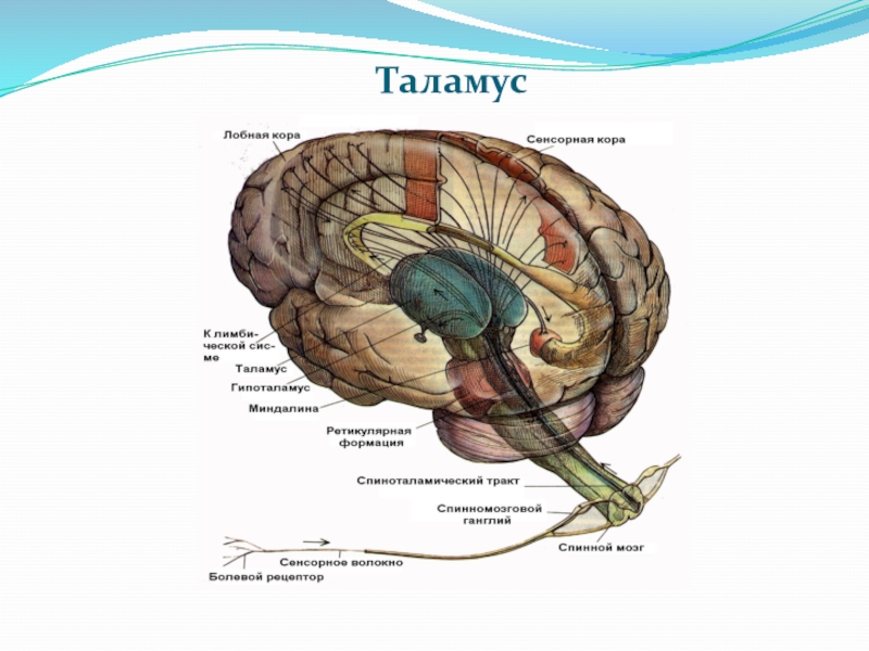 Что такое таламус. Мозг анатомия таламус. Таламус зрительный бугор анатомия. Внутреннее строение таламуса. Таламус анатомия строение.