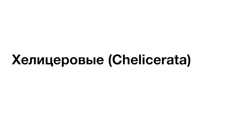 Хелицеровые (Chelicerata)
