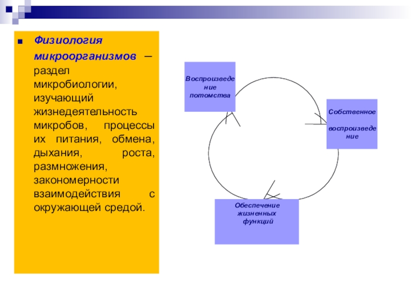 Процессы микроорганизмов. Физиологические функции микроорганизмов схема. Перечислите физиологические процессы микробов. Основные физиологические процессы бактерий. Физиология микроорганизмов микробиология.