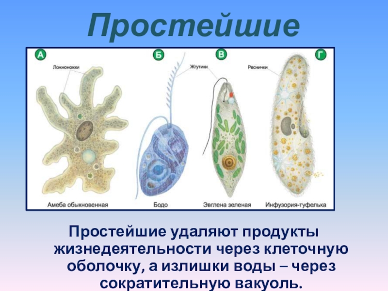 Система простейших. Жизнедеятельность простейших. Какие простейшие очищают воду. Жидких продуктов жизнедеятельности. Сократительные вакуоли в клетках простейших обеспечивают удаление.