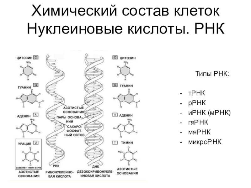 Нуклеиновые кислоты тест. Хим состав РНК. Рибонуклеиновая кислота состав. Химический состав клетки РНК. Химический состав клетки ДНК И РНК.