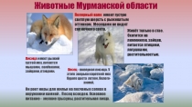 Животные Мурманской области
Полярный волк имеет густую светлую шерсть с
