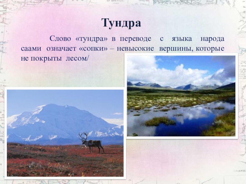 Слово тундра. Что означает слово тундра. Тундра текст. Июнь в арктическом поясе.