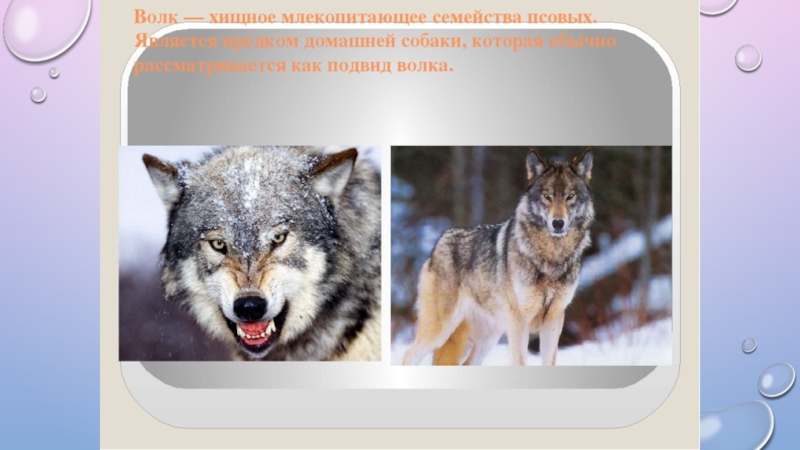 Волк 3 класс. Дж. Лондон. «Волк». Рассказ Дж. Лондон бурый волк. Волк хищное млекопитающее семейства. Бурый волк Джек Лондон презентация.