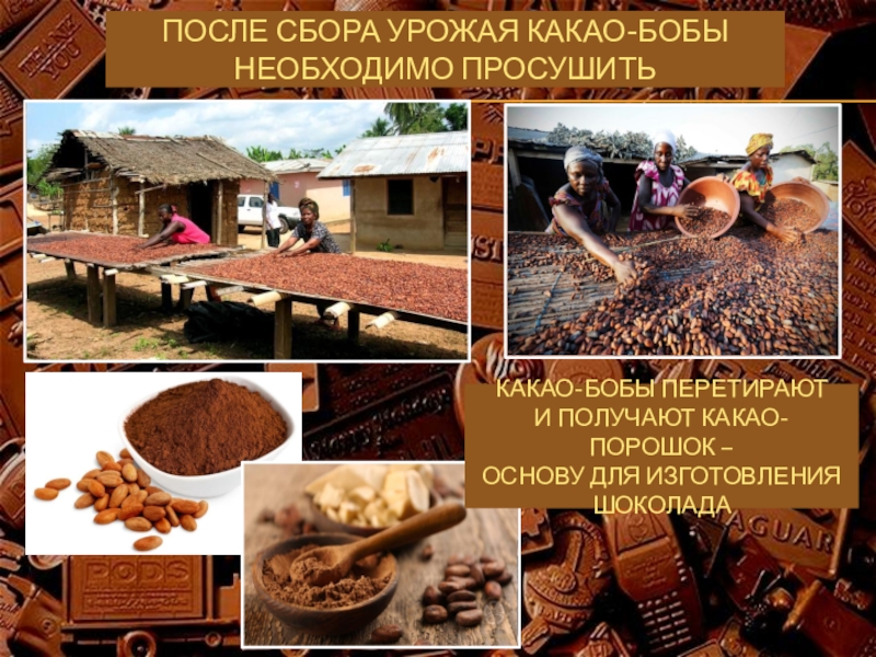 После сбора урожая какао-бобы необходимо просушитьКакао-бобы перетирают  и получают какао-порошок –  основу для изготовления шоколада