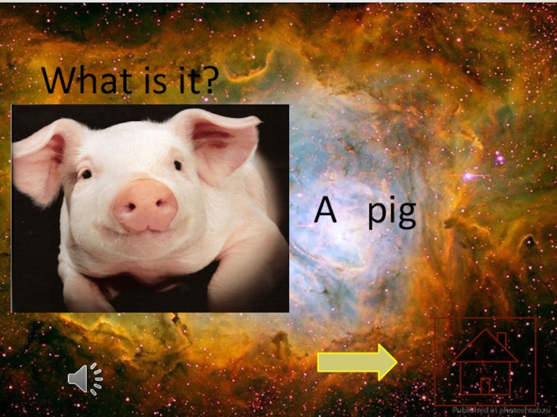 What is it?  A  pig