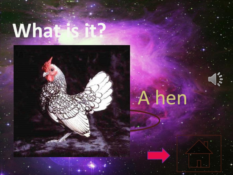 What is it?    A hen