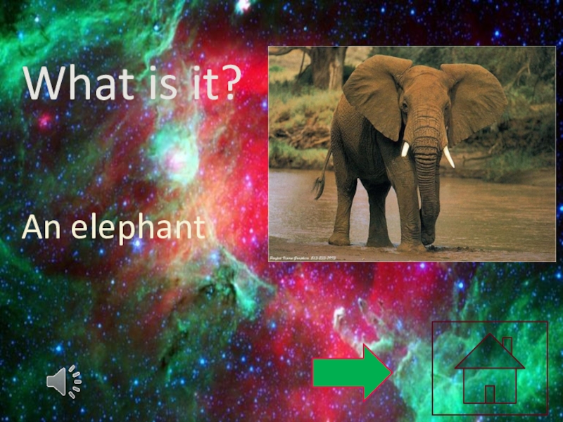 What is it?An elephant