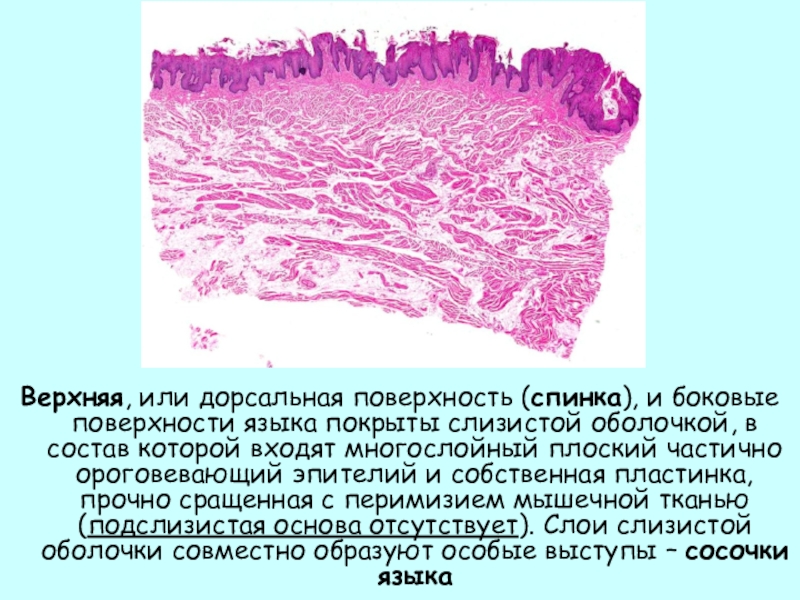 Верхняя, или дорсальная поверхность (спинка), и боковые поверхности языка покрыты слизистой оболочкой, в состав которой входят многослойный