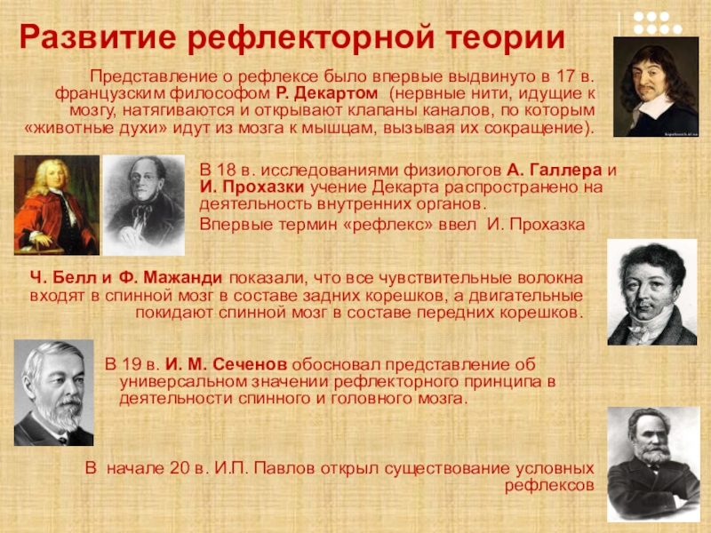 Развитие рефлекторной теории В 19 в. И. М. Сеченов обосновал представление об универсальном значении рефлекторного принципа в