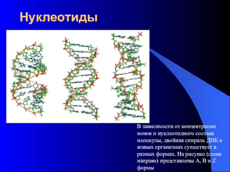 Нуклеотиды В зависимости от концентрации ионов и нуклеотидного состава молекулы, двойная спираль ДНК в живых организмах существует